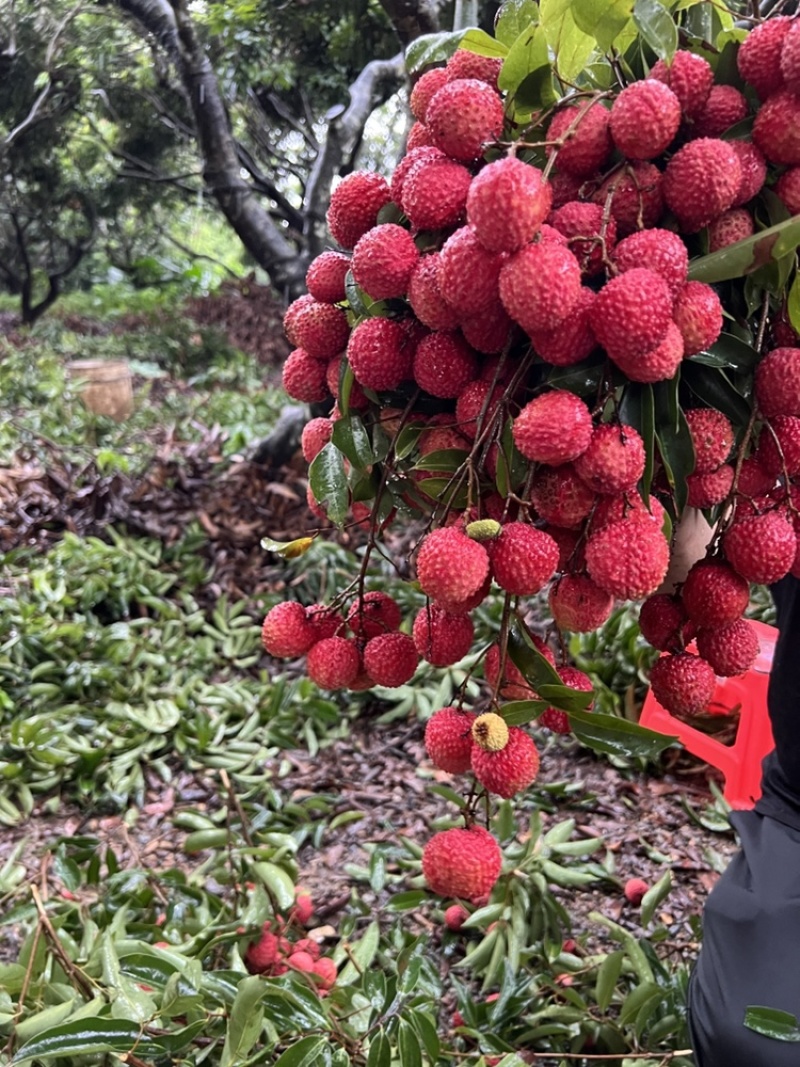 自家果园桂味产量十几万斤有意向的可联系我
