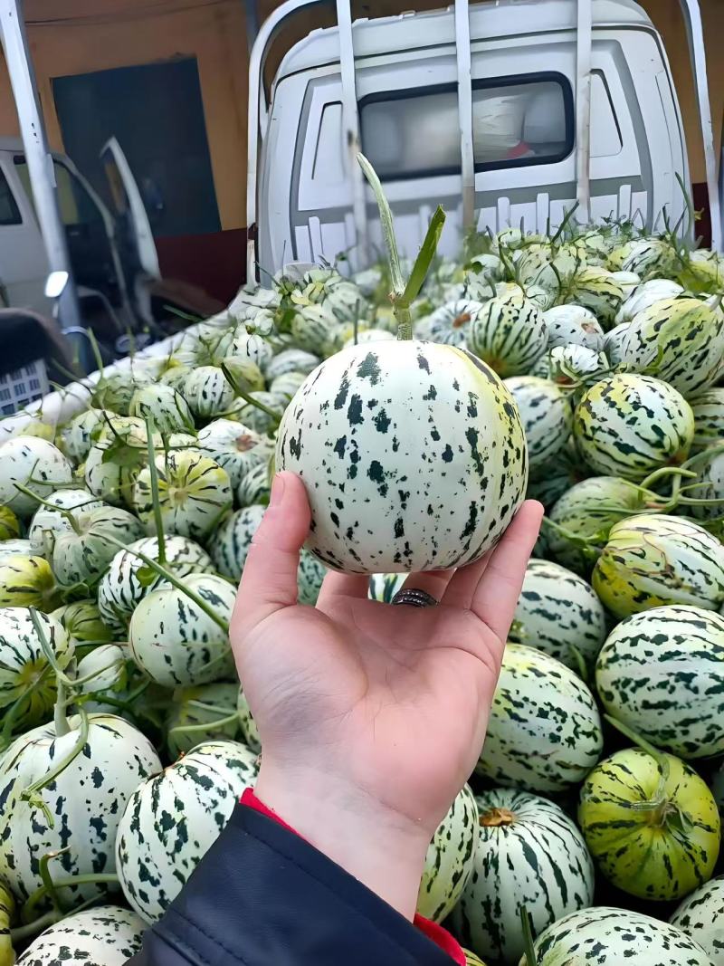 花美人甜瓜产地直销，品优价廉卖相好，个头大口感好！