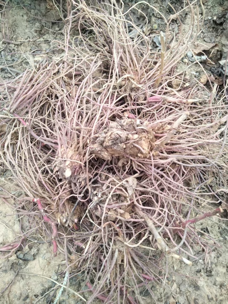 500亩紫苑大量现货货源充足量大从优欢迎来电