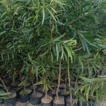 相思树木麻黄绿化工程苗木