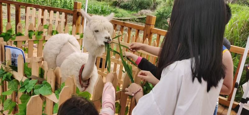《羊驼》山东嘉祥羊驼基地全国发货可托运价格合适保质保量，