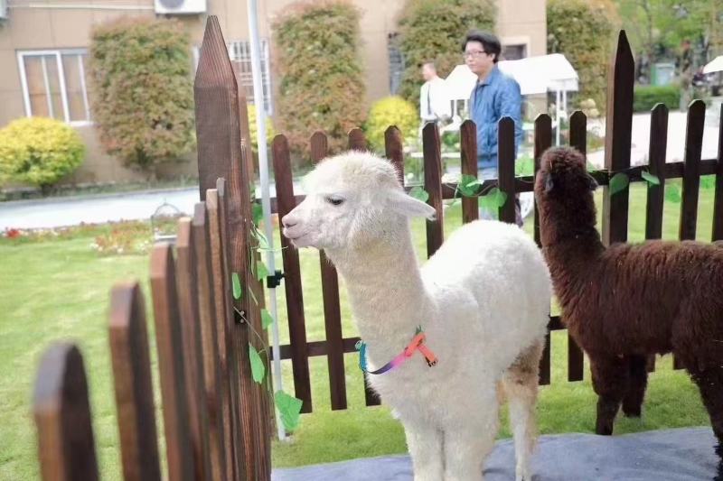 《羊驼》山东嘉祥羊驼基地全国发货可托运价格合适保质保量，