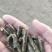 花生秧颗粒，花生之都的福利