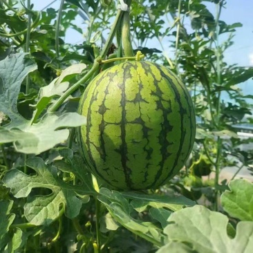 吊篮西瓜938大量现货对接全国一手货源保质保量