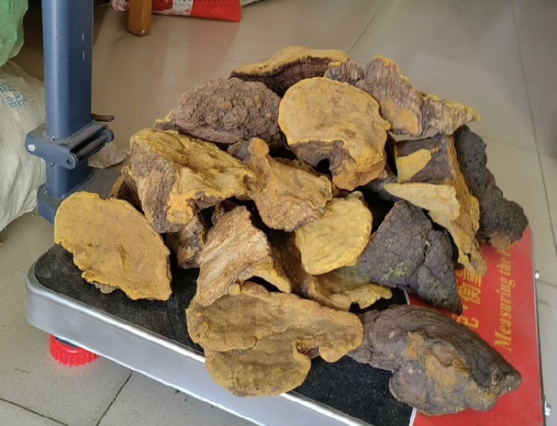 桑黄马蹄黄新货足干肉质黄全国发货源头直供