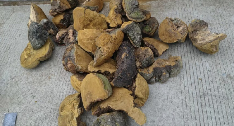 桑黄马蹄黄新货足干肉质黄全国发货源头直供