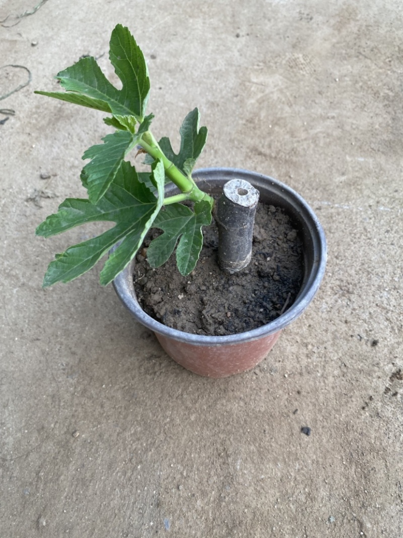 批发无花果盆栽，品种很多，带盆带土