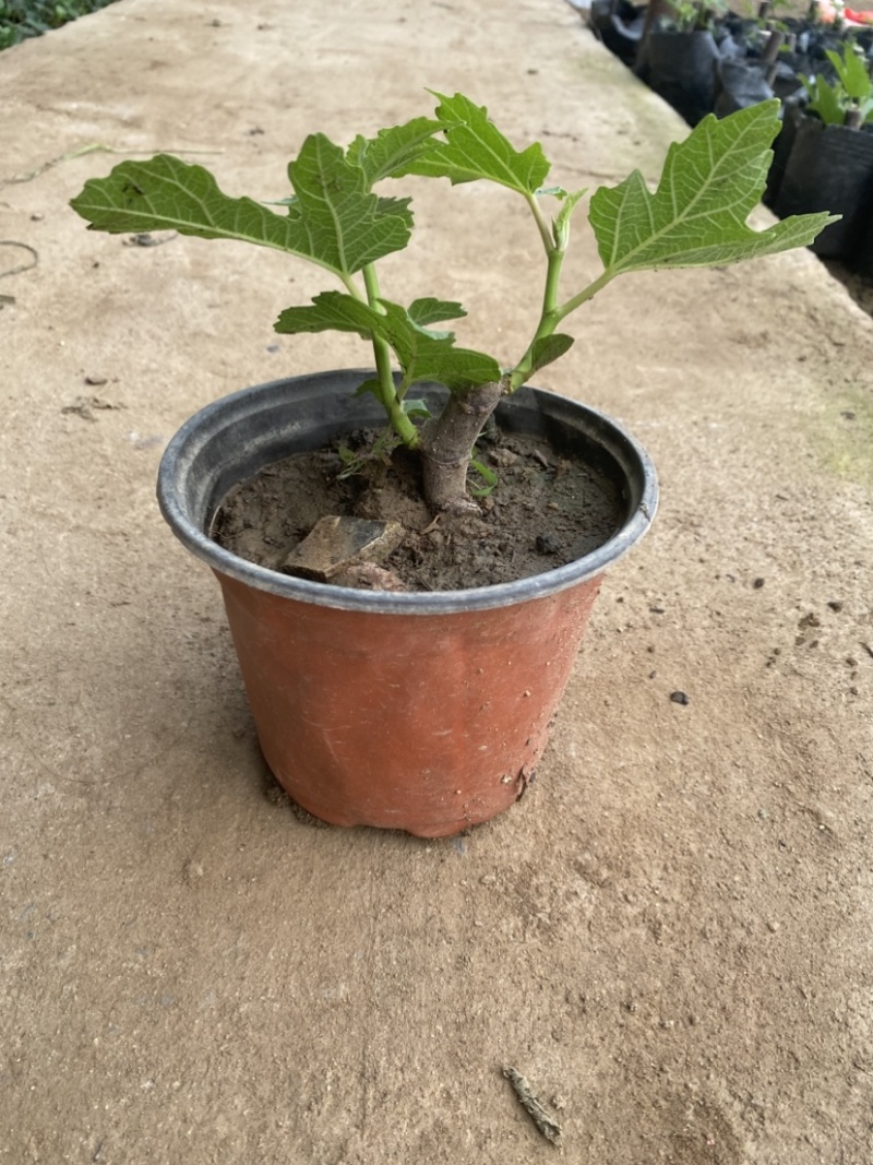 批发无花果盆栽，品种很多，带盆带土