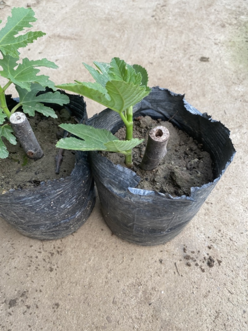 批发无花果盆栽，品种很多，带盆带土