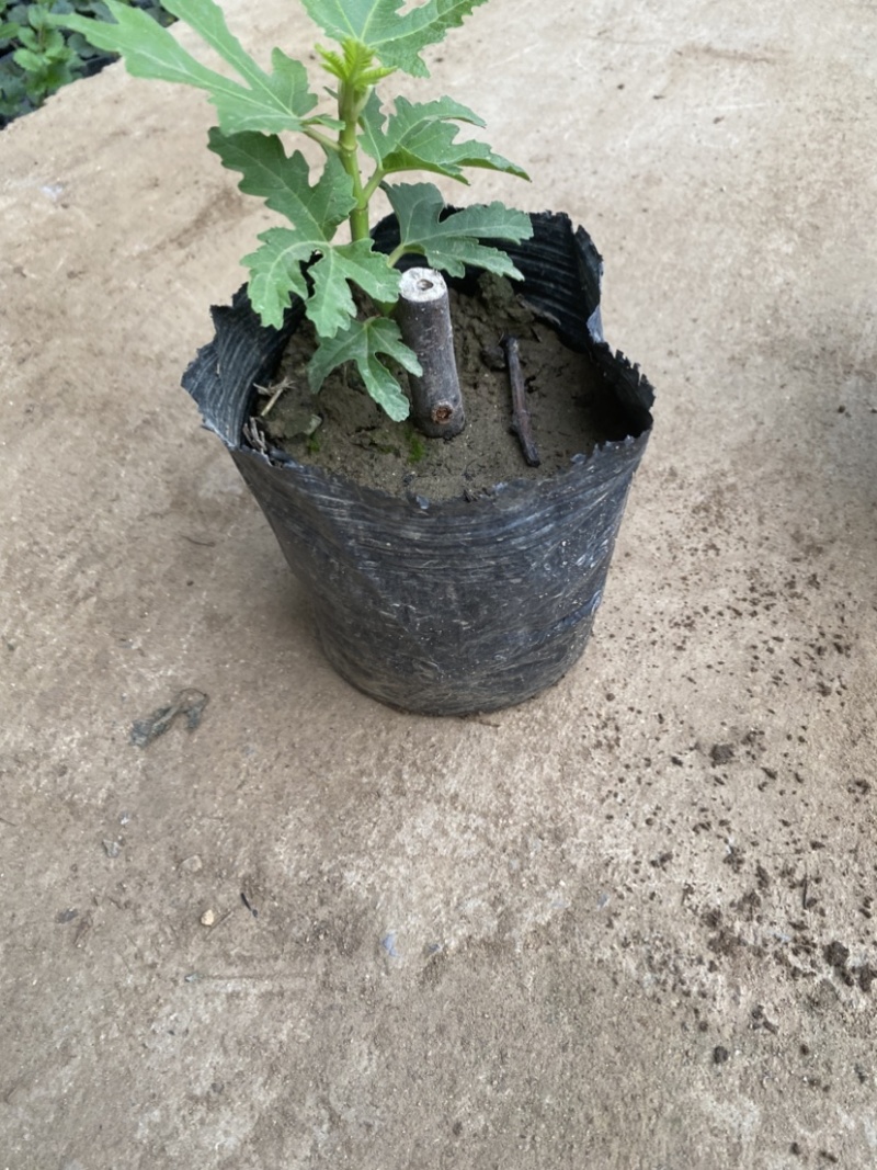 批发无花果盆栽，品种很多，带盆带土