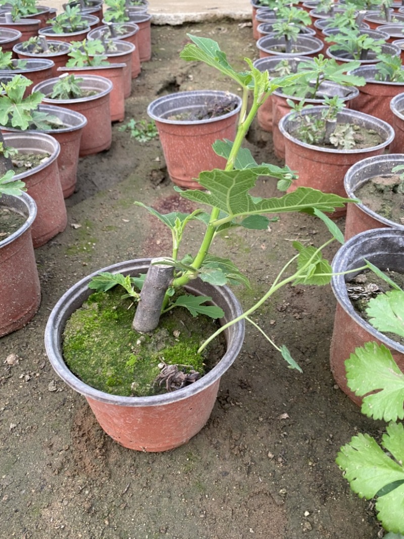 批发无花果盆栽，品种很多，带盆带土