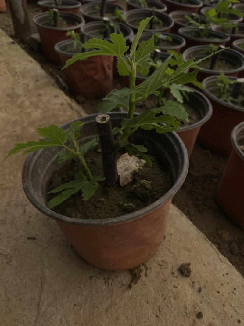 批发无花果盆栽，品种很多，带盆带土