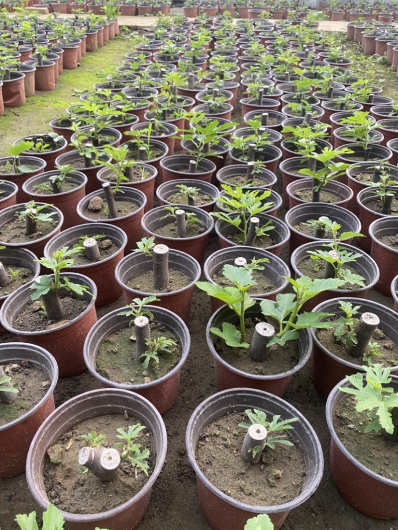 批发无花果盆栽，品种很多，带盆带土