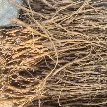甘肃陇西黄芩苗，苗大小均匀，适合各种地播种。