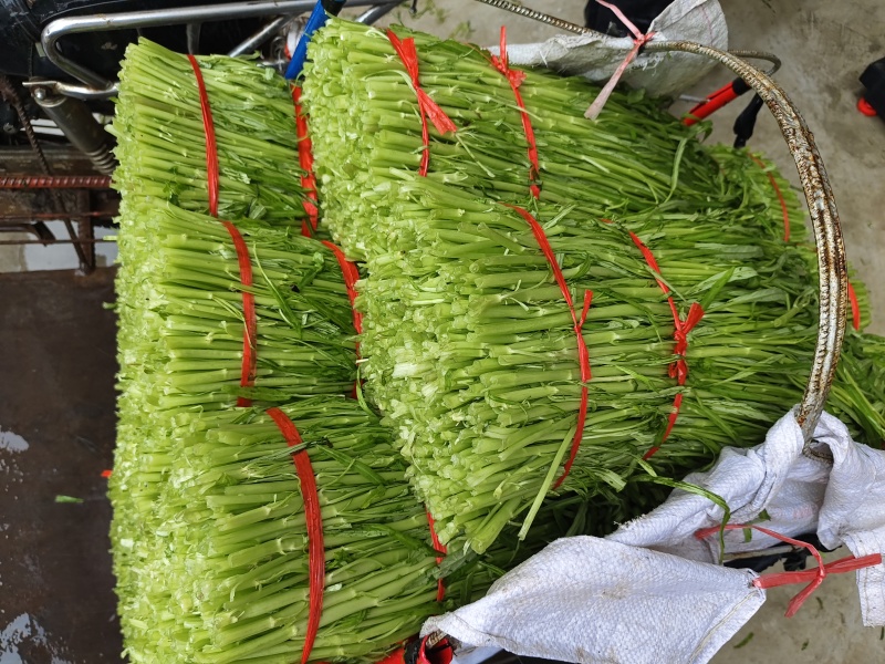 博白空心菜