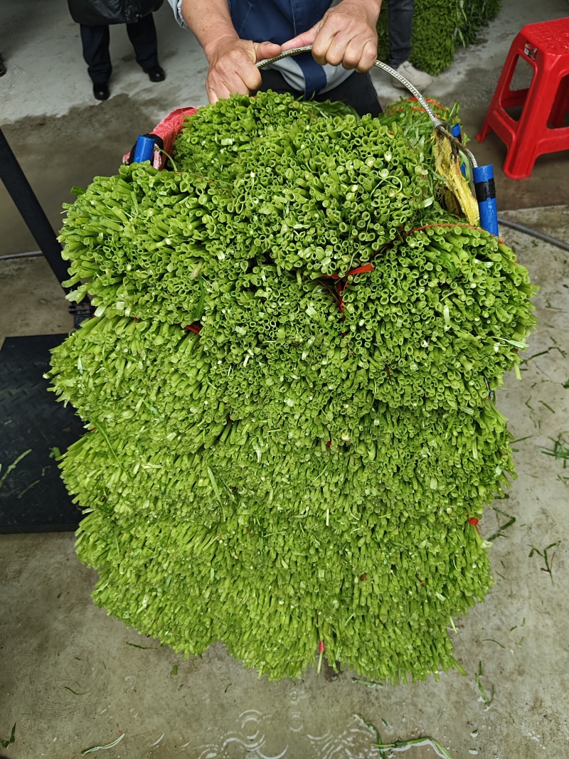 博白空心菜