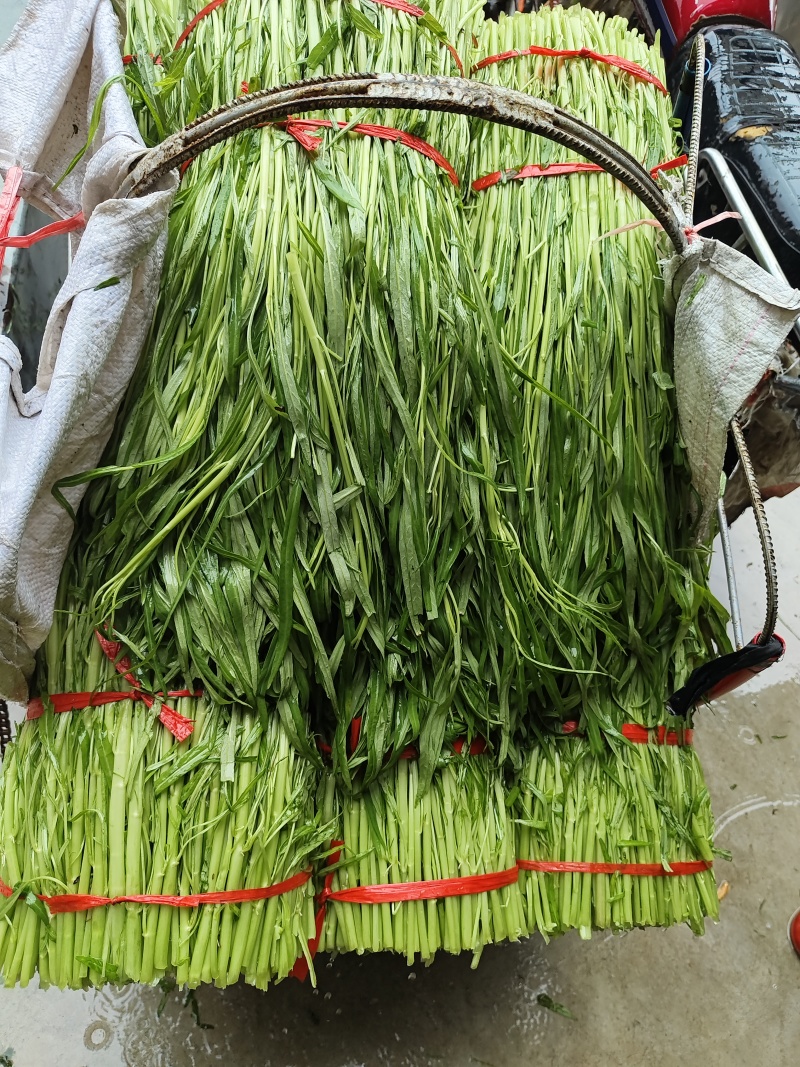 博白空心菜