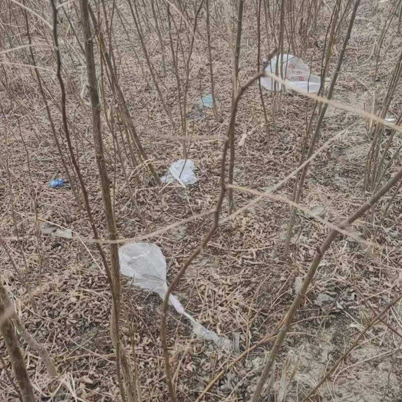 3公分刺槐价格，4公分刺槐多少钱，5公分刺槐量大