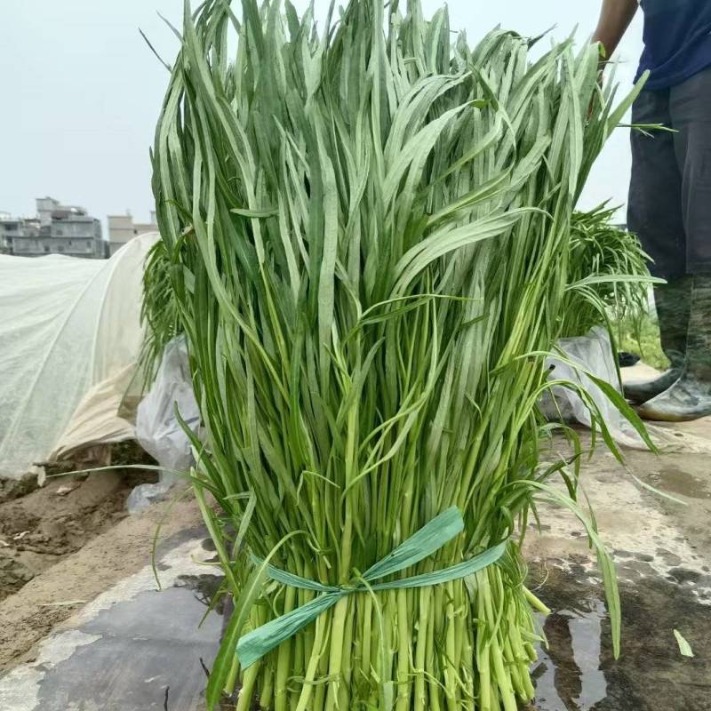 博白空心菜