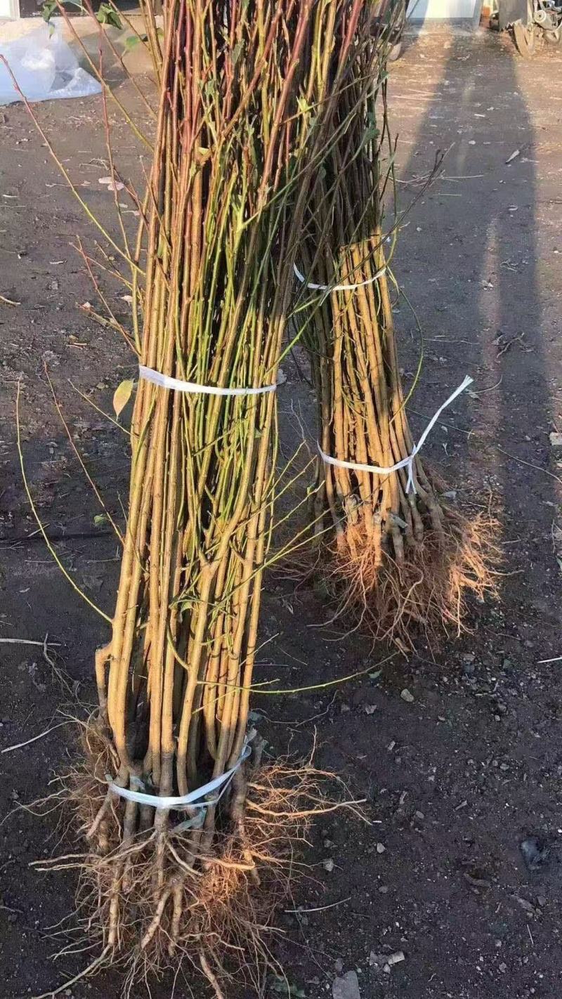 苹果苗，苹果2刀矮化寒富士苗，质量好，好存活