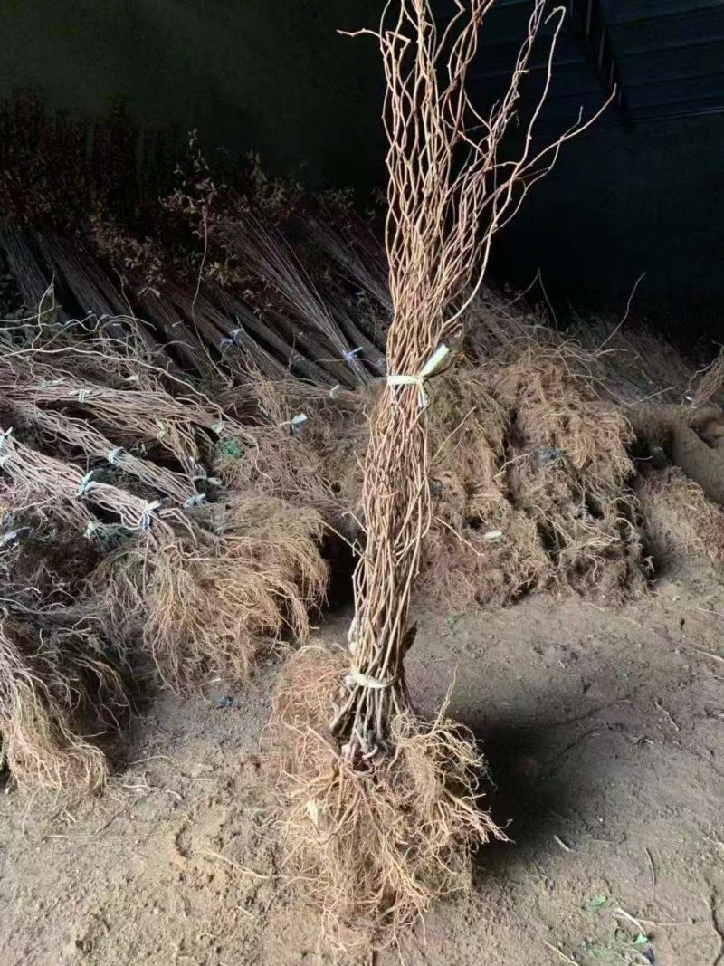 苹果苗，苹果2刀矮化寒富士苗，质量好，好存活