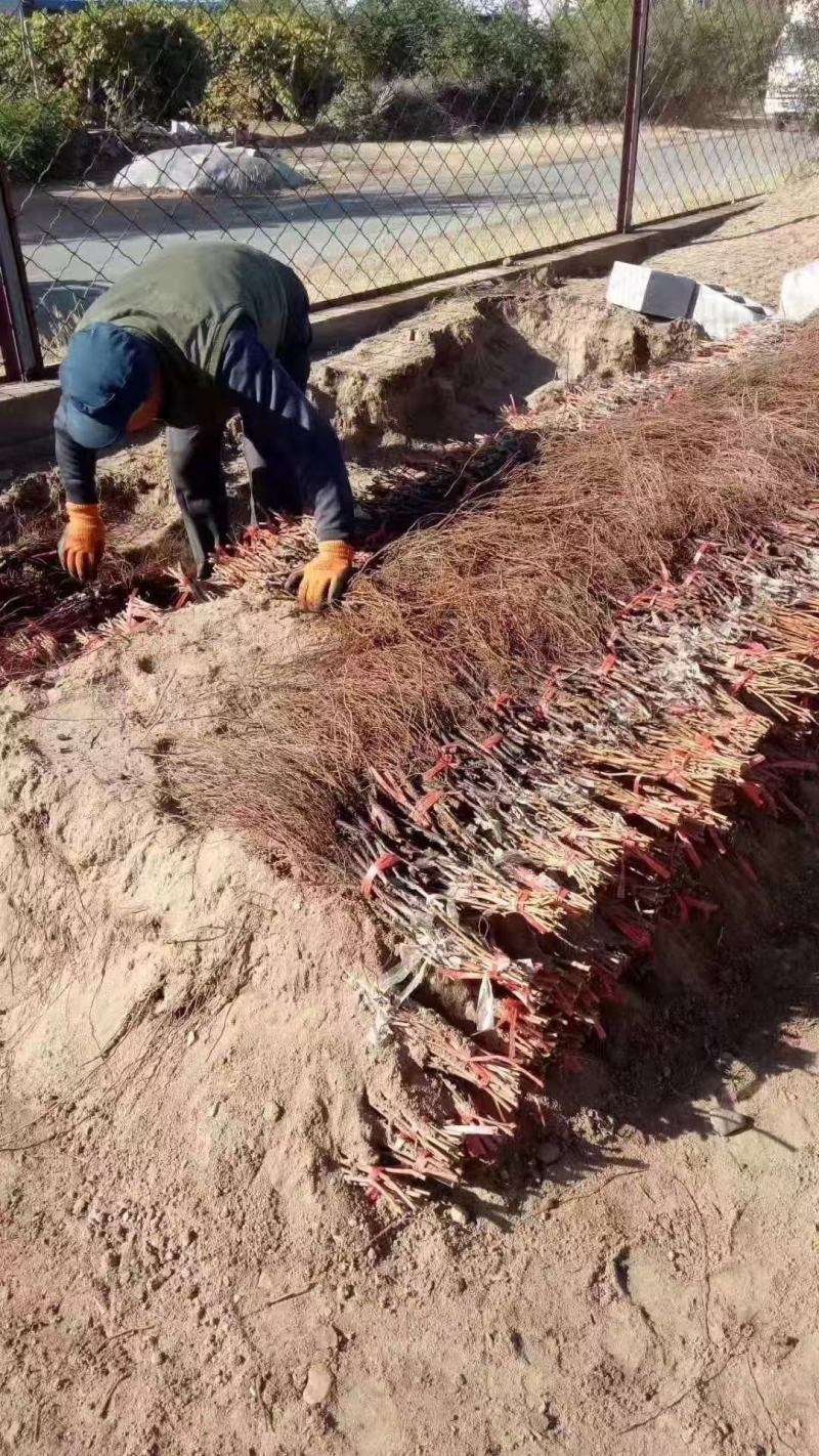 苹果苗，苹果2刀矮化寒富士苗，质量好，好存活