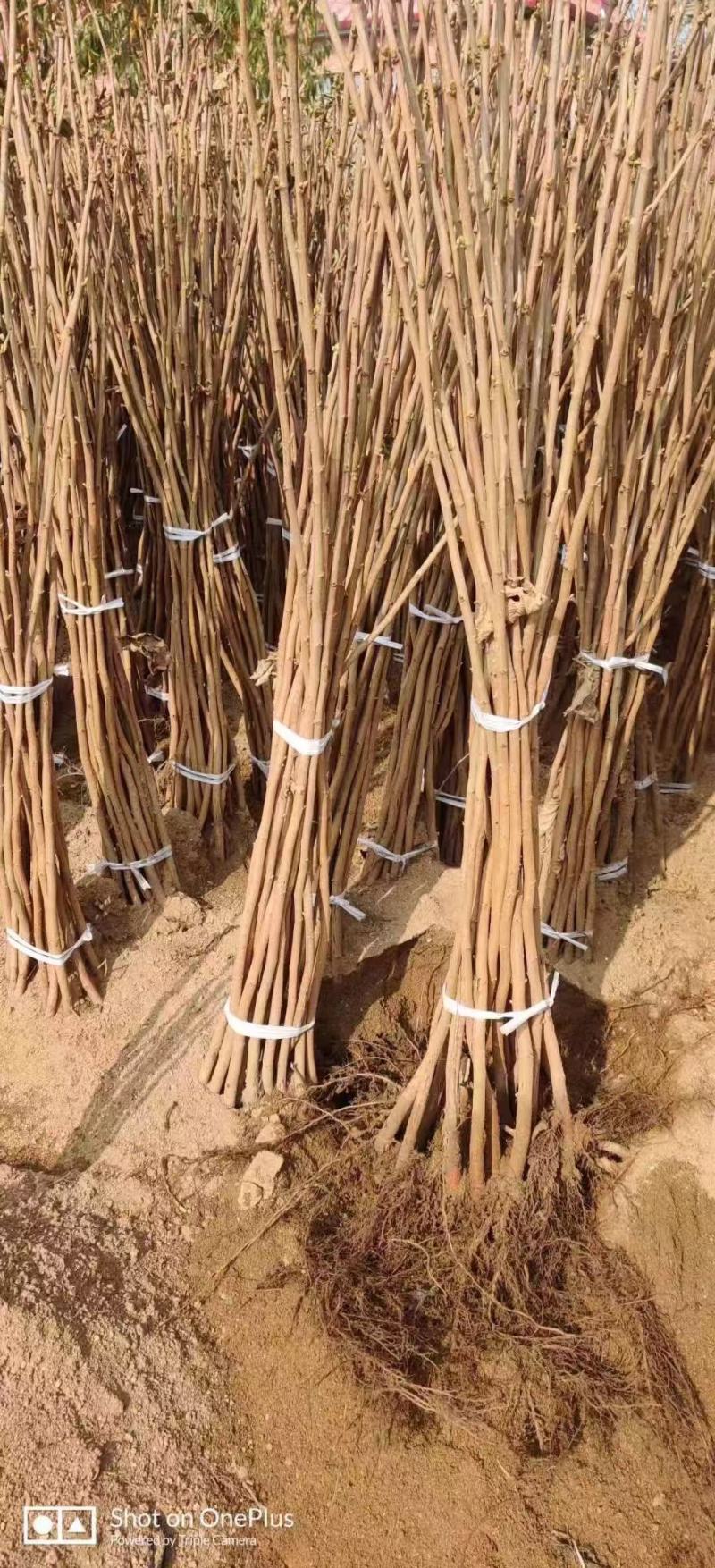 苹果苗，苹果2刀矮化寒富士苗，质量好，好存活