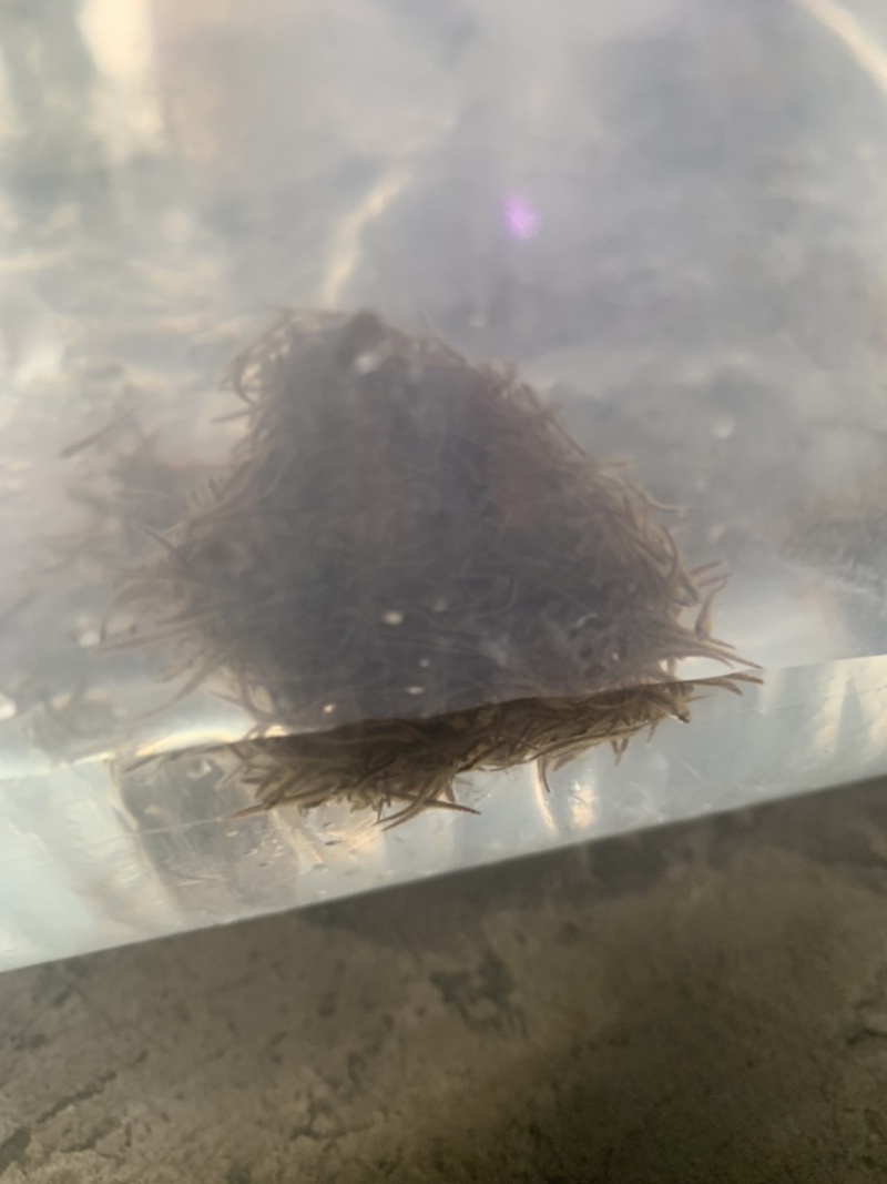 刺鳅鱼苗