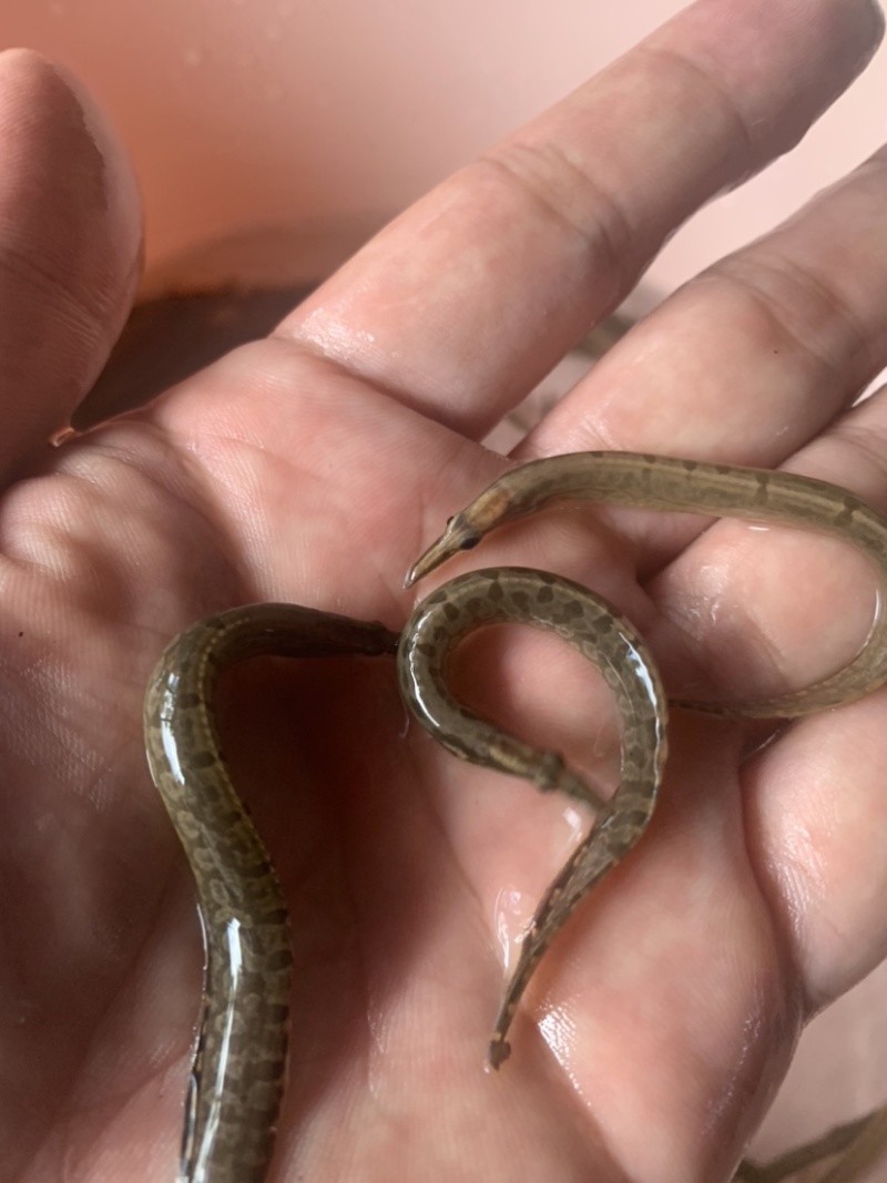 刺鳅鱼苗