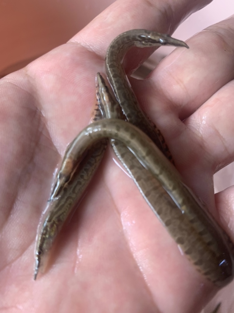 刺鳅鱼苗