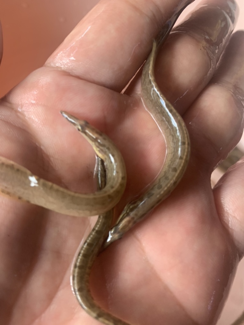 刺鳅鱼苗