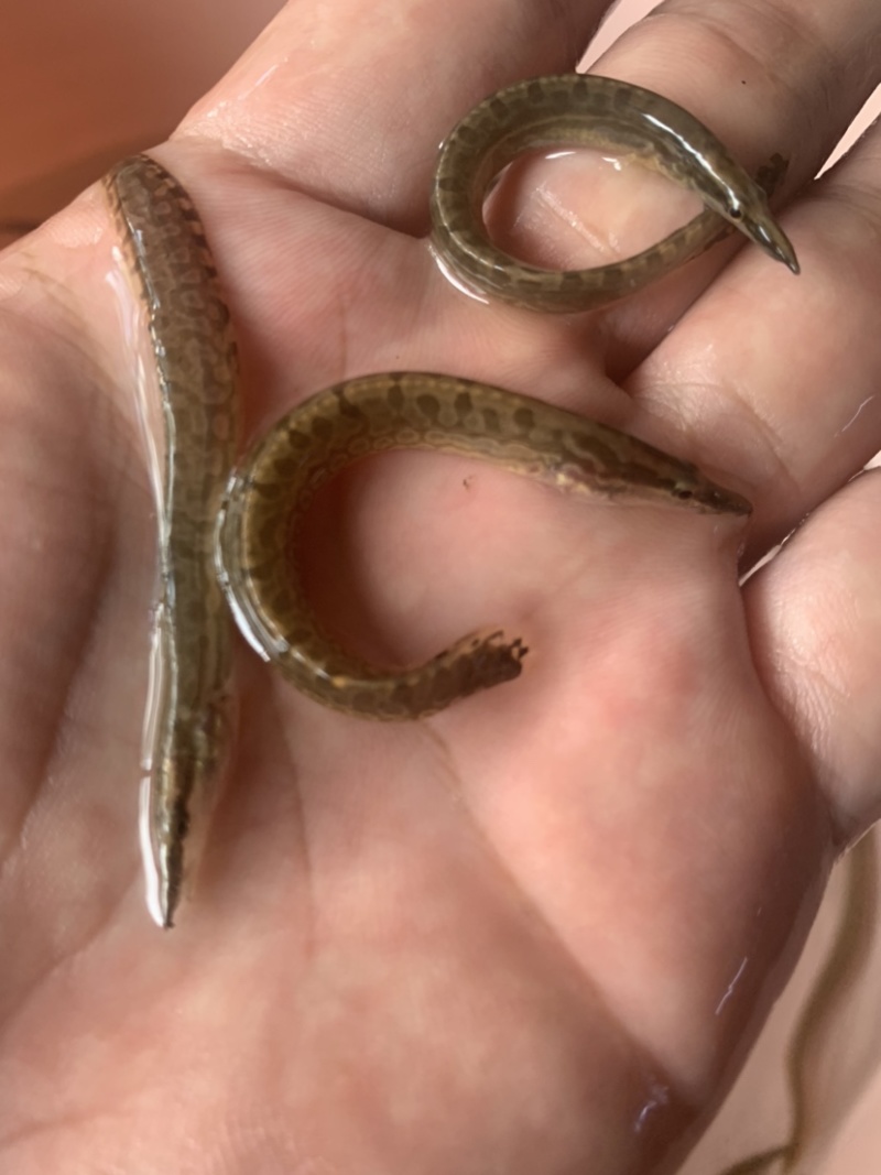 刺鳅鱼苗