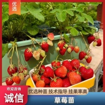 精品脱毒草莓苗红颜甜查理天仙醉死苗包赔价格优惠