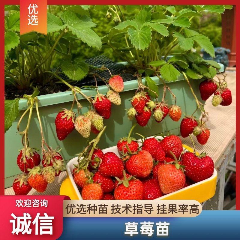 精品脱毒草莓苗红颜甜查理天仙醉死苗包赔价格优惠