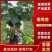 葡萄苗阳光玫瑰蓝宝石品种齐全带土发货死苗补