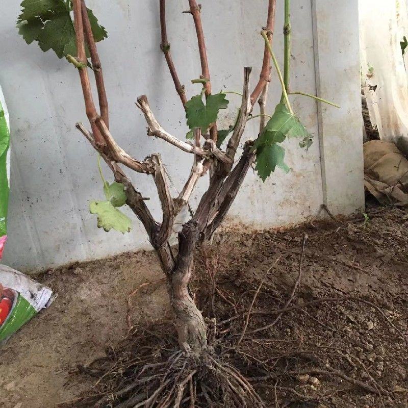 葡萄苗阳光玫瑰蓝宝石品种齐全带土发货死苗补