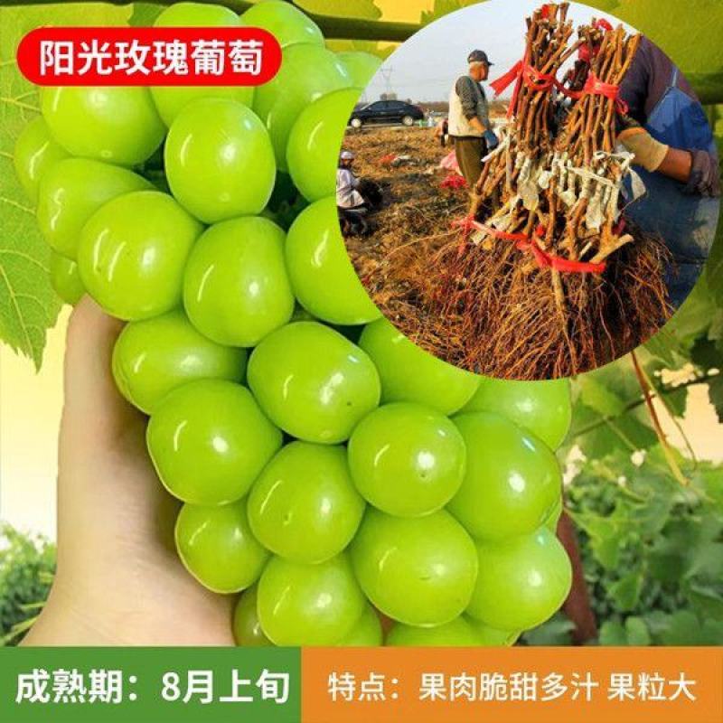 葡萄苗阳光玫瑰蓝宝石品种齐全带土发货死苗补