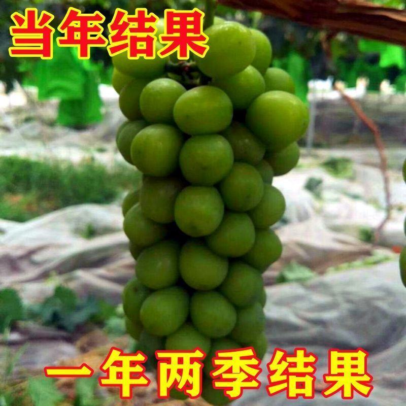 葡萄苗阳光玫瑰蓝宝石品种齐全带土发货死苗补