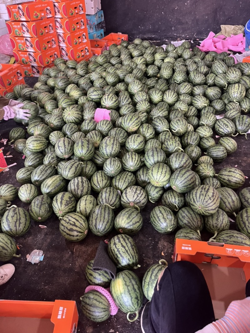 冰糖子西瓜2k西瓜小糖丸西瓜地爬西瓜小西瓜小吊瓜牛奶爆瓜