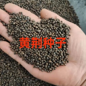 黄荆种子护坡固土灌木绿化
