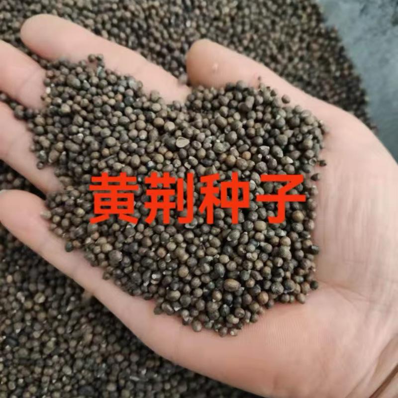 黄荆种子护坡固土灌木绿化