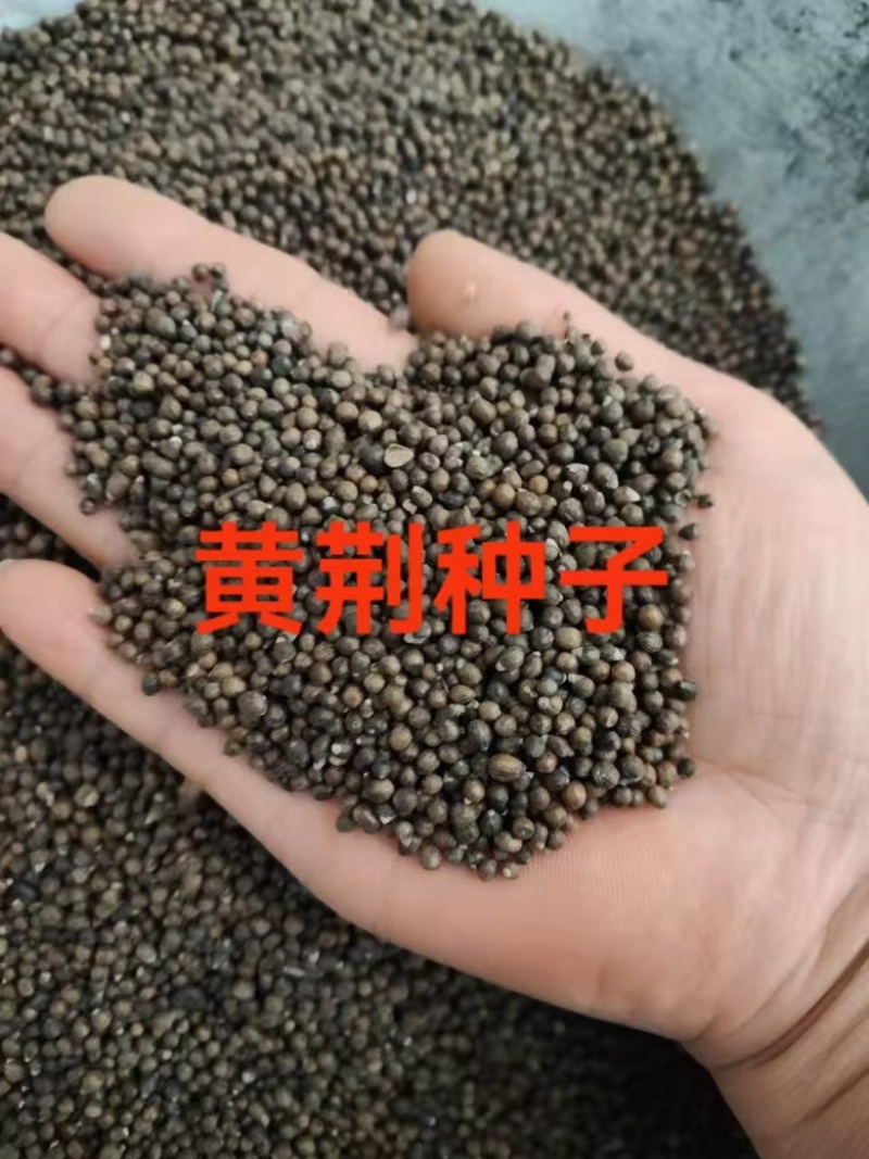 黄荆种子护坡固土灌木绿化