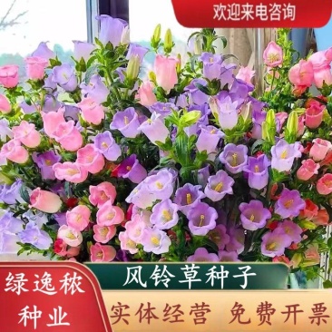 风铃草种子室外庭院花种子花卉花种孑喇叭花种籽子四季种易活
