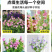 风铃草种子室外庭院花种子花卉花种孑喇叭花种籽子四季种易活