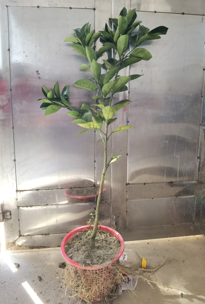 赣南脐橙纽荷尔黄肉脐橙杯苗裸根苗