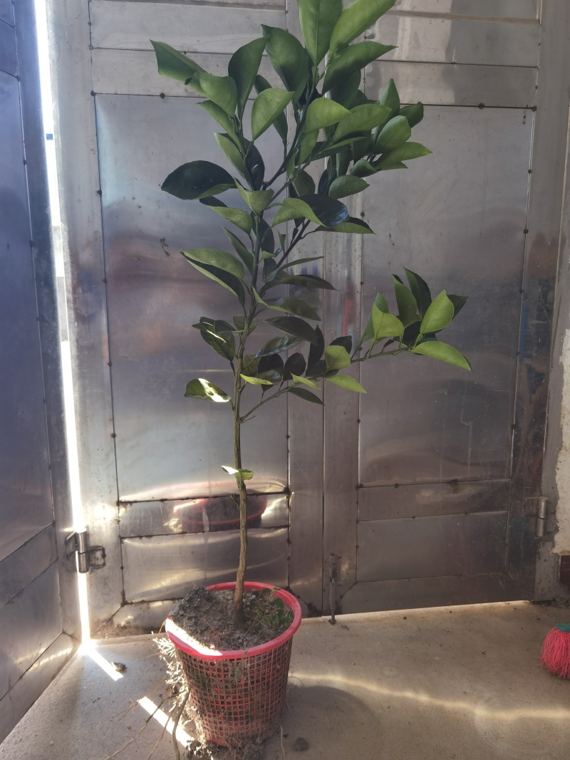 赣南脐橙纽荷尔黄肉脐橙杯苗裸根苗