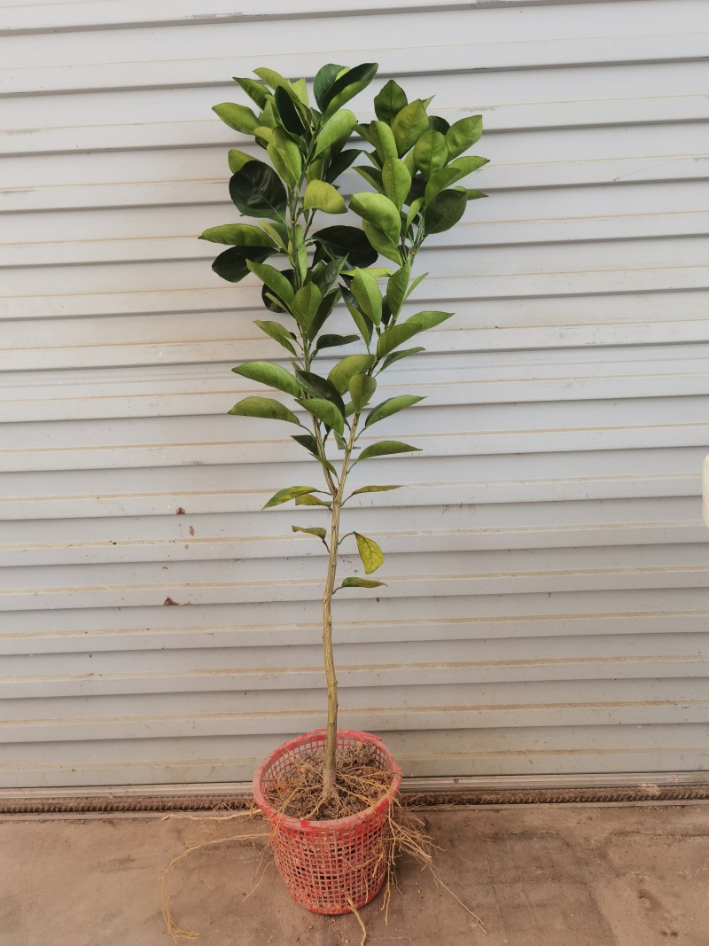 赣南脐橙纽荷尔黄肉脐橙杯苗裸根苗