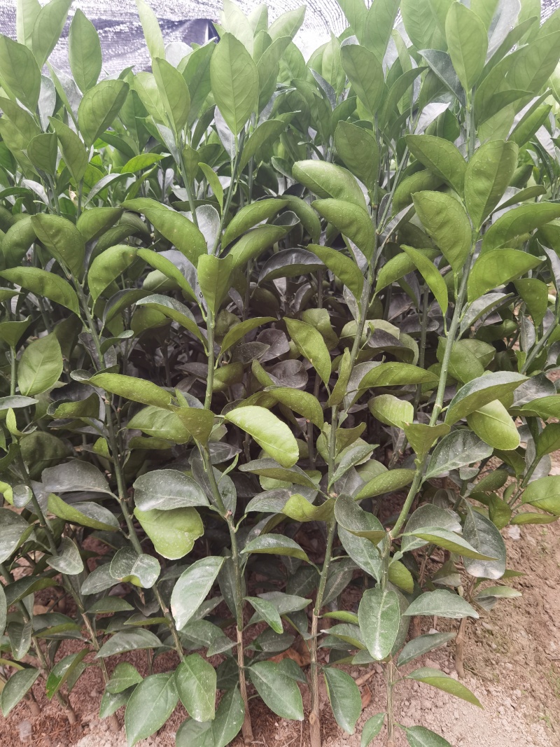 赣南脐橙纽荷尔黄肉脐橙杯苗裸根苗