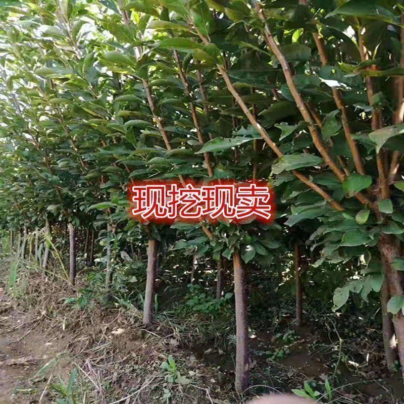李子苗黑布林恐龙蛋蜂糖李品种齐全现挖现发