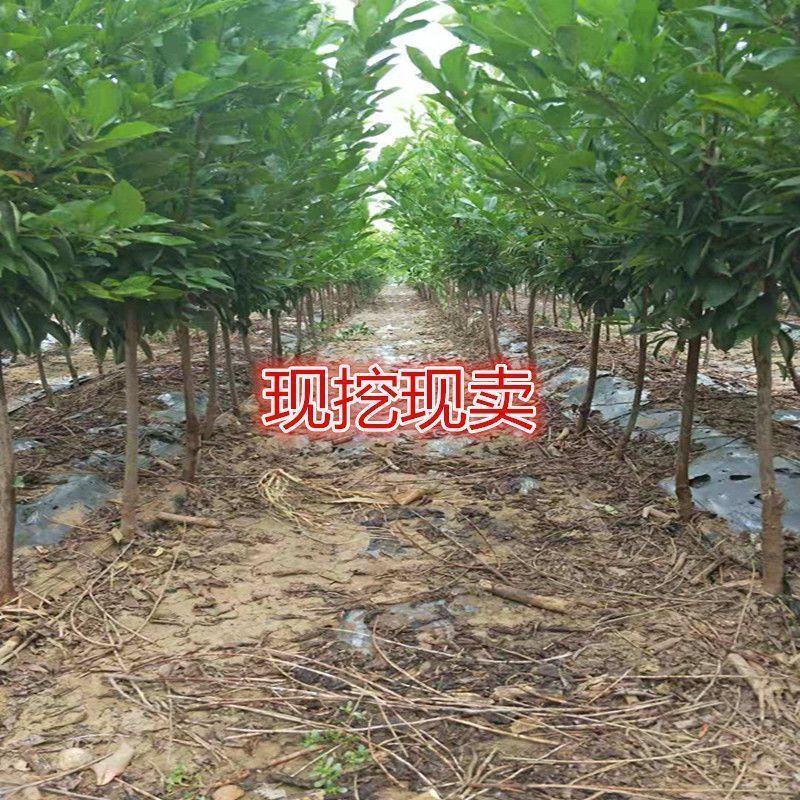 李子苗黑布林恐龙蛋蜂糖李品种齐全现挖现发